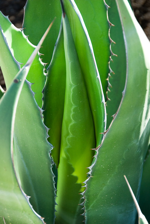 Agave_2