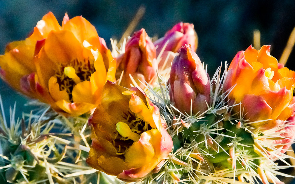 Cholla Blossum