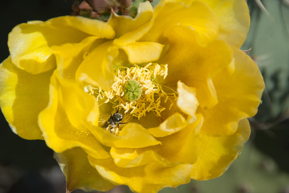 Prickley Pear blossum