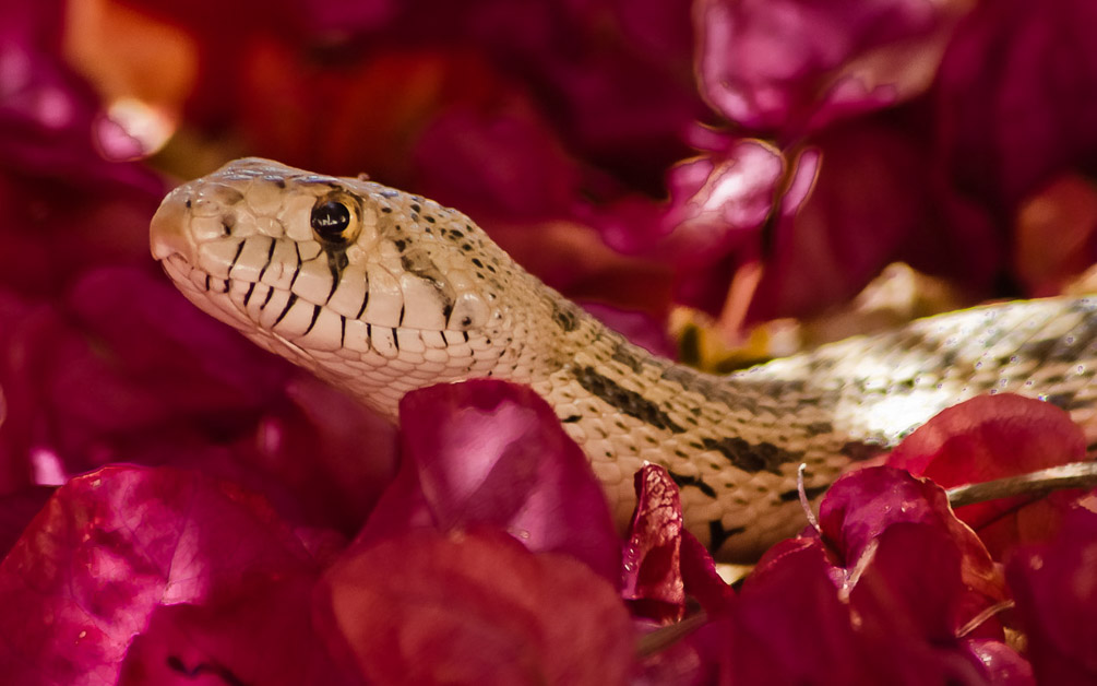Bullsnake