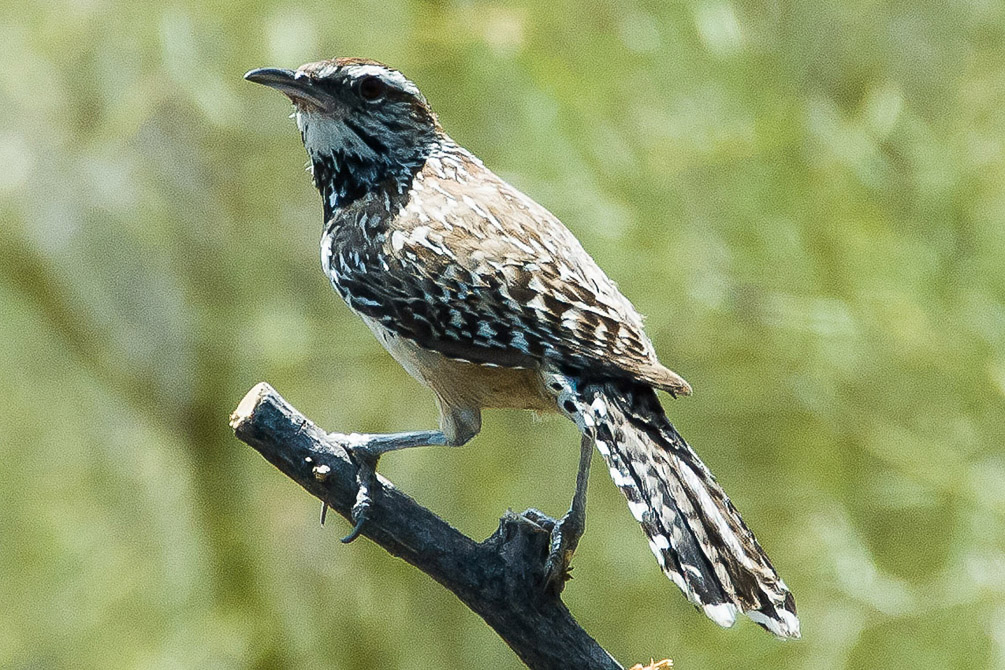 Cactus Wren