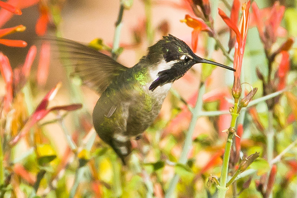 Costa's Hummingbird_1
