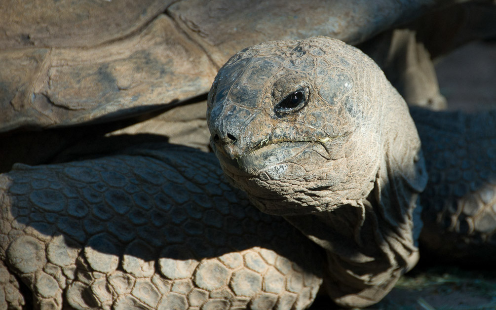 Galapagos Tortoise_1