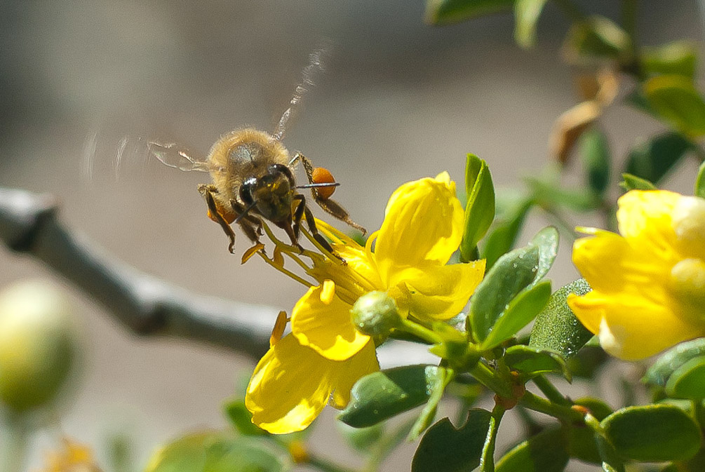 Honey Bee_1