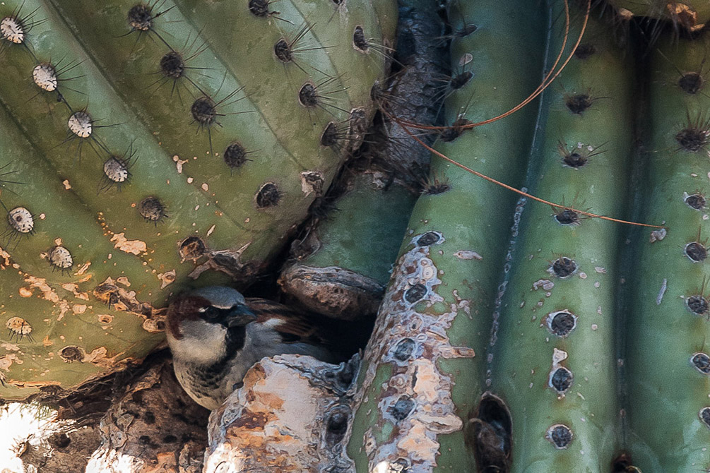 House Sparrow in Saguaro nest