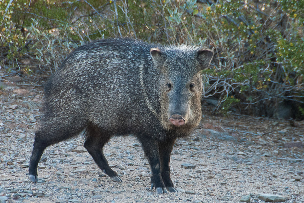 Javelina