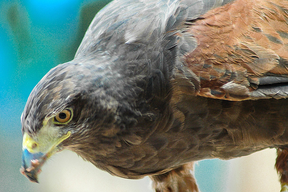 Red Tail Hawk-2