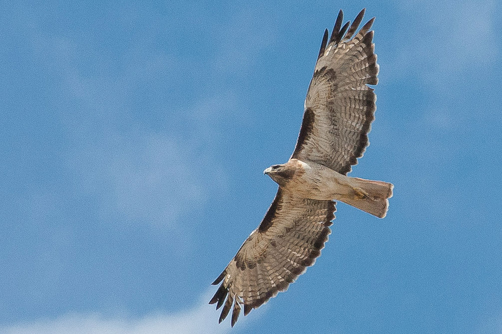 Red Tail Hawk