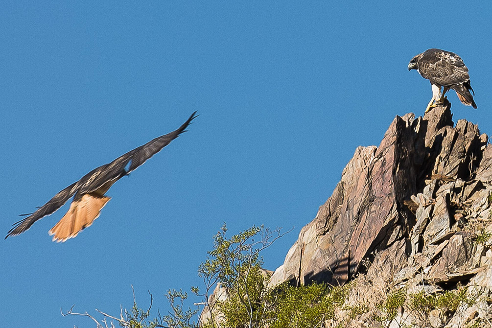 Red Tail Hawks