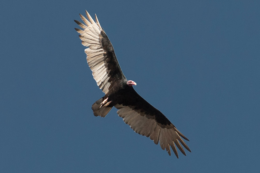 Turkey Vulture